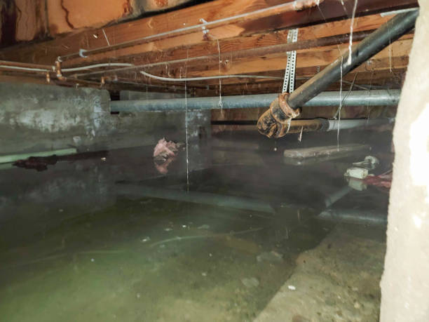Best Carpet water damage restoration  in Banner Hill, TN